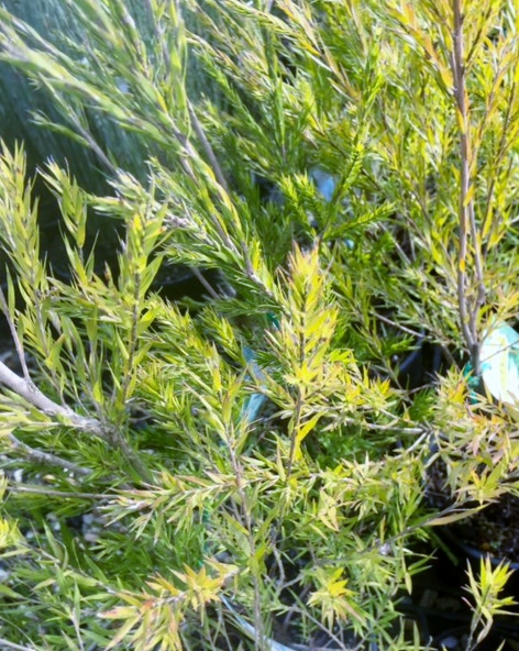 Black Tea Tree