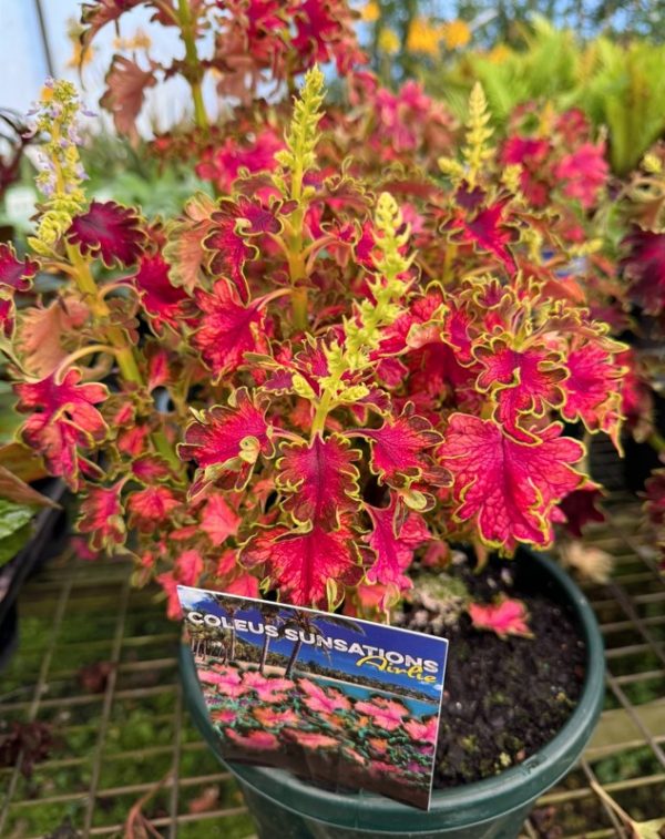 Plectranthus Coleus Main Street