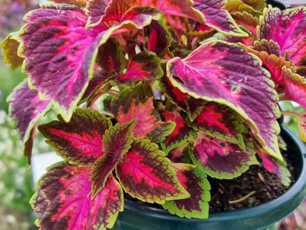 Plectranthus Main Street