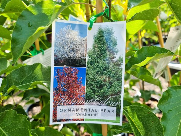 Ornamental Pear Aristocrat