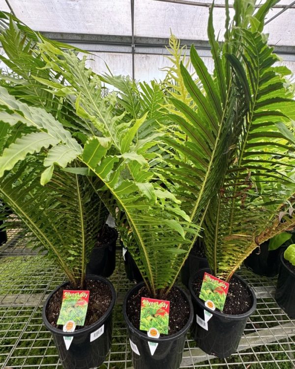 Silver Lady Fern