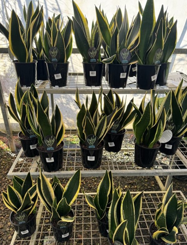 Snake Plant Black Gold