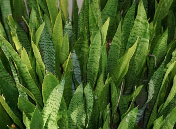 Snake Plant Green