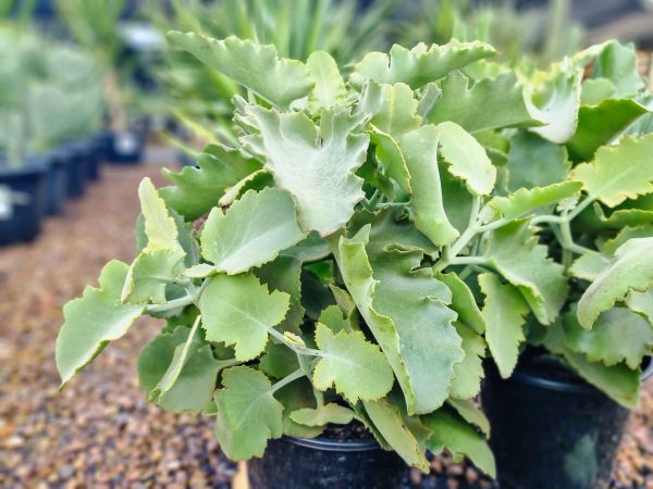 Velvet Leaf Plant Kalanchoe