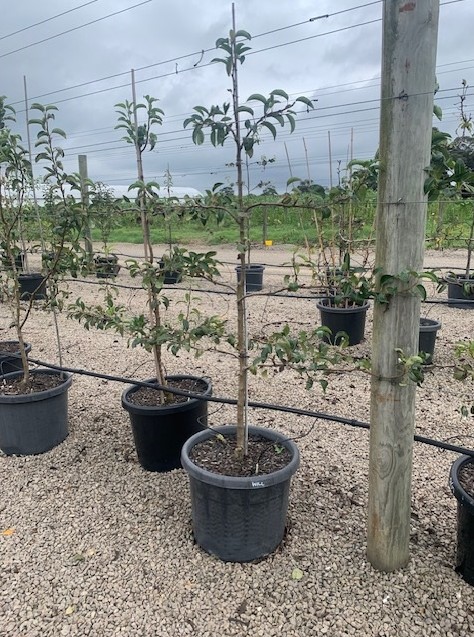 Pear Espalier Tree William Pear