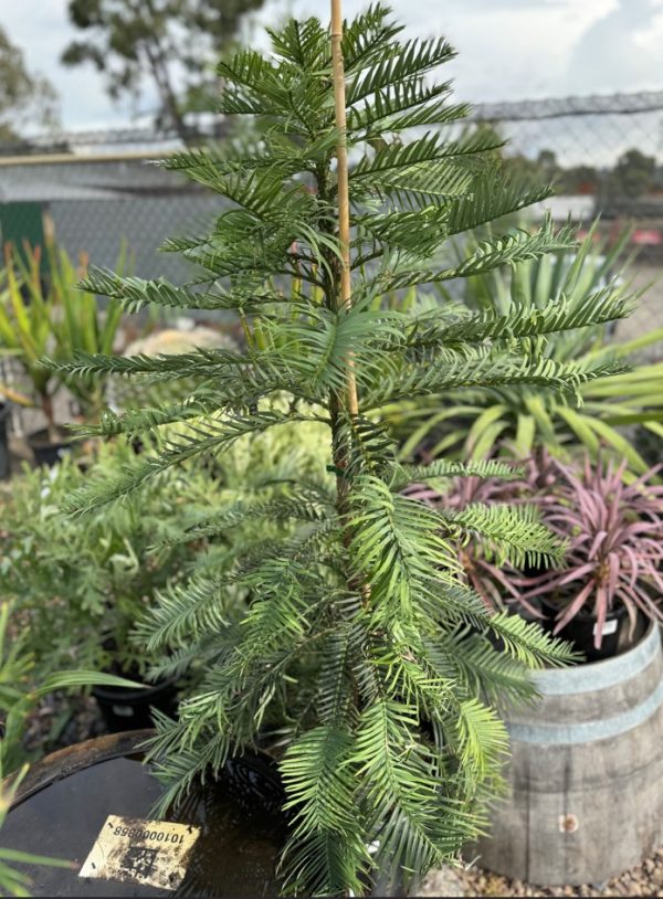 The Wollemi Pine