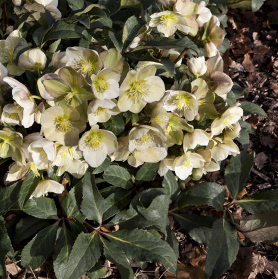 Helleborus ballardiae Marlon