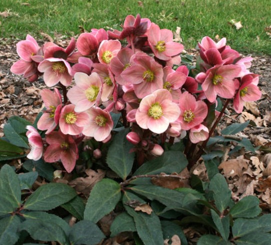 Helleborus Pink Frost
