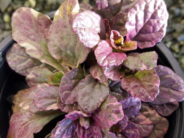 Ajuga Burgundy Glow