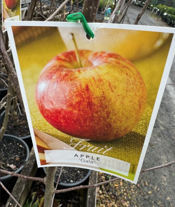 Apple Tree Gala