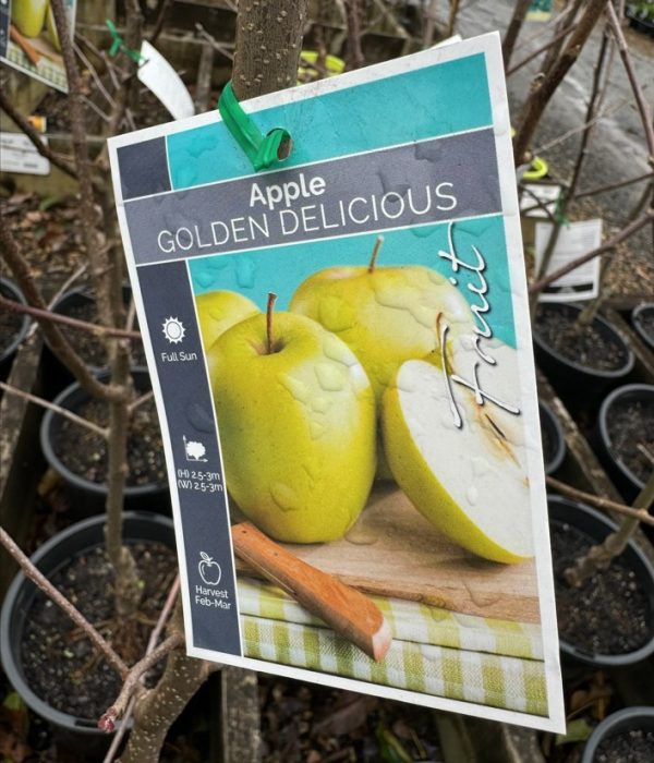 Golden Delicious Apple Tree