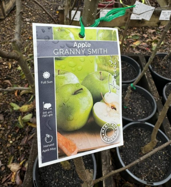 Granny Smith Apple Tree