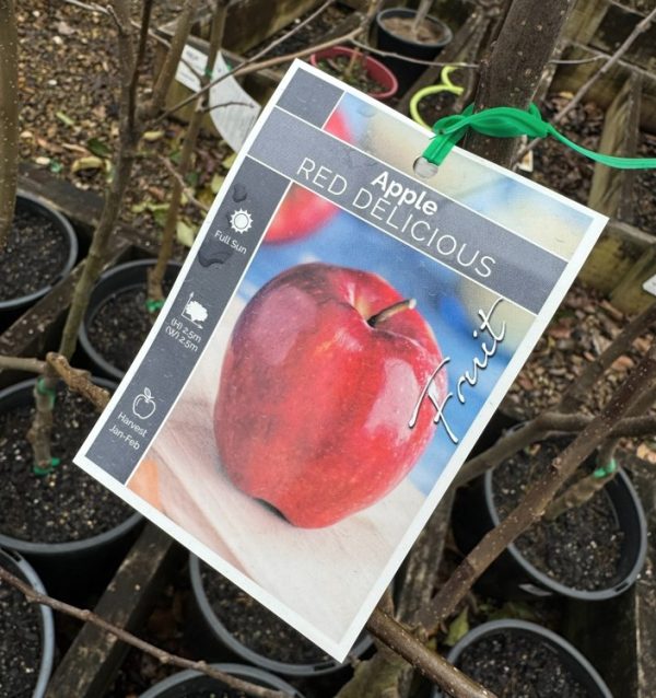 Apple Tree Red Delicious