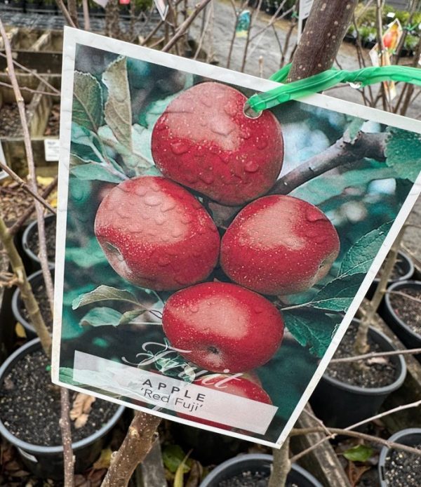 Fruit Trees