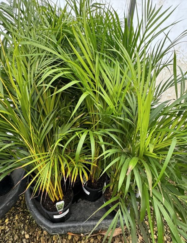 Areca Palm Golden Cane Palm