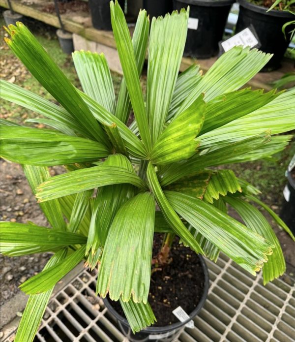 Australian Fan Palm