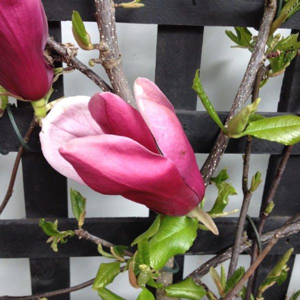 Black Lily Magnolia