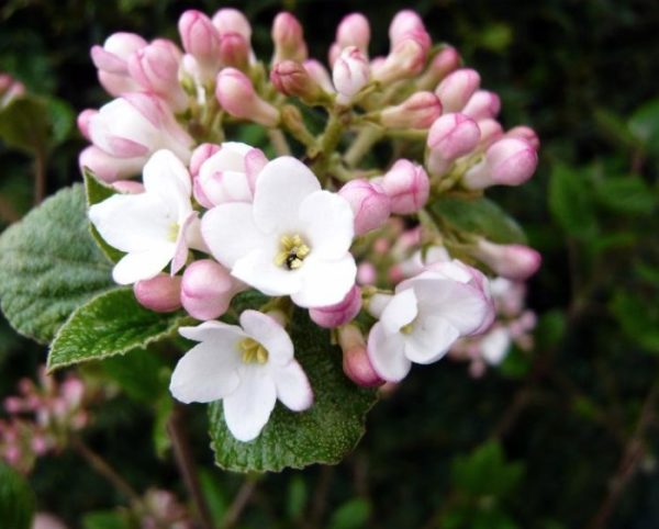 Burkwood Viburnum Anne Russell