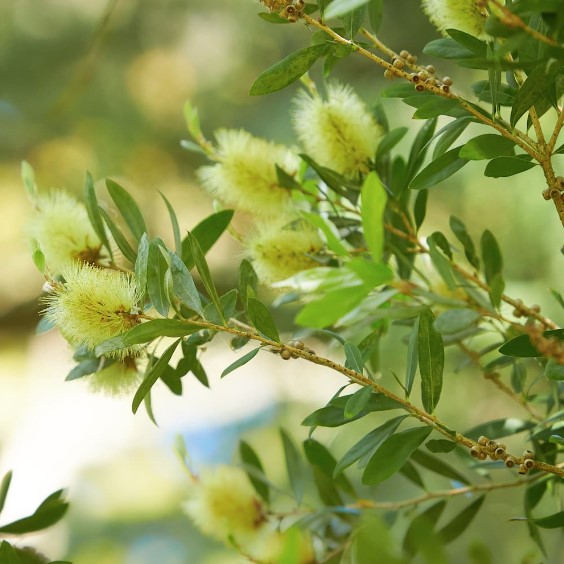 Bottlebrush Silver Cloud Callistemon pallidus