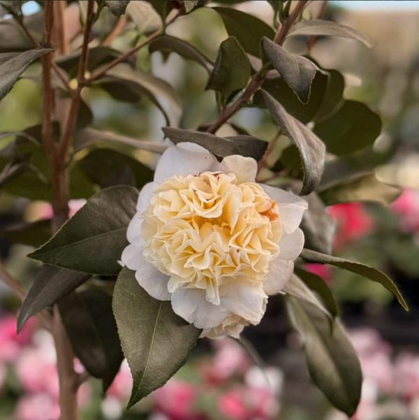 Camellia Brushfields Yellow