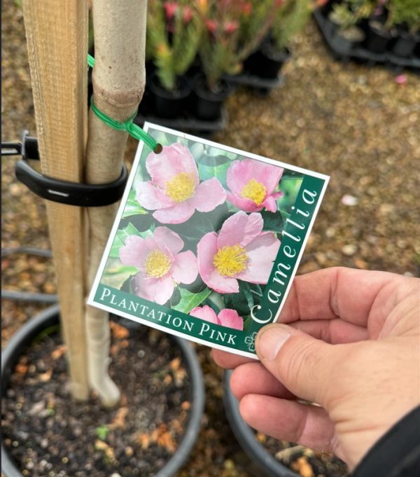 Camellia Plantation Pink