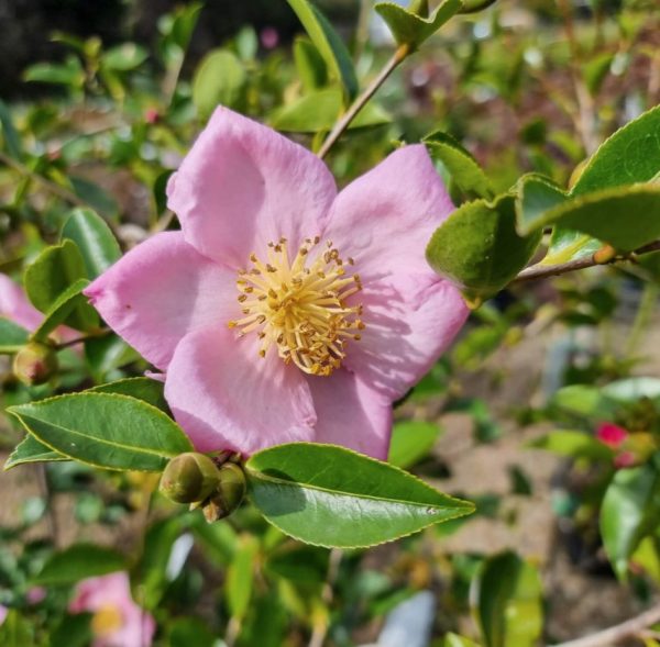 Camellia Plantation Pink