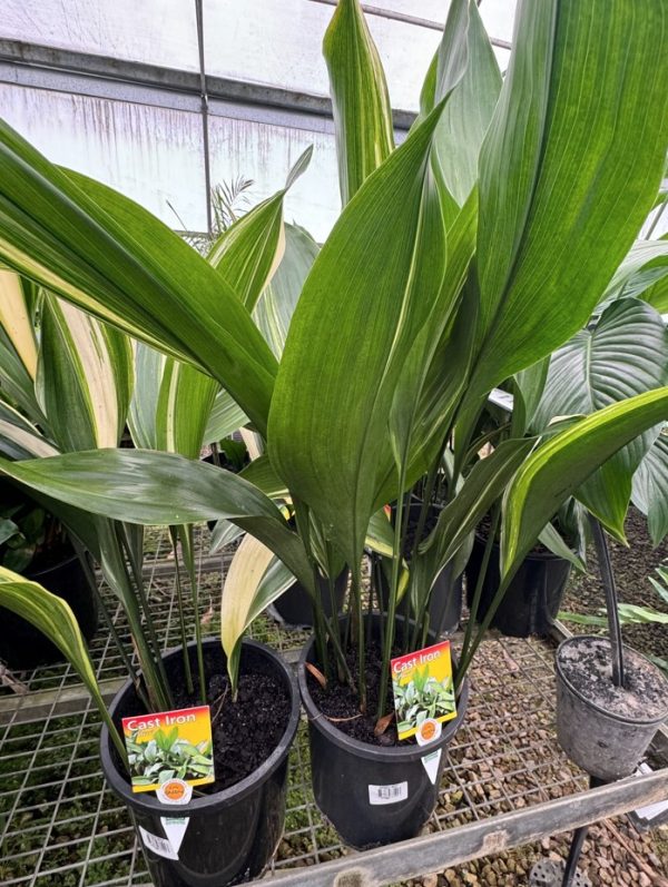 Cast Iron Plant Variegated