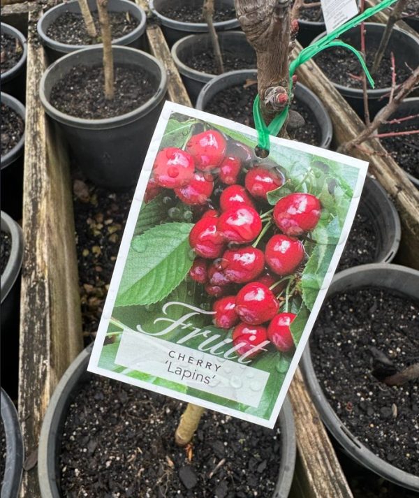 Cherry Tree Lapins