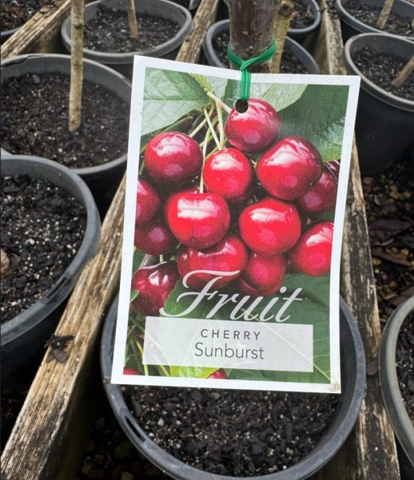 Cherry Tree Sunburst