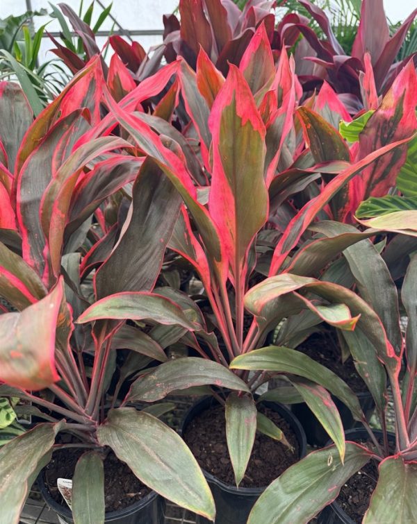 Cordyline Tangelo