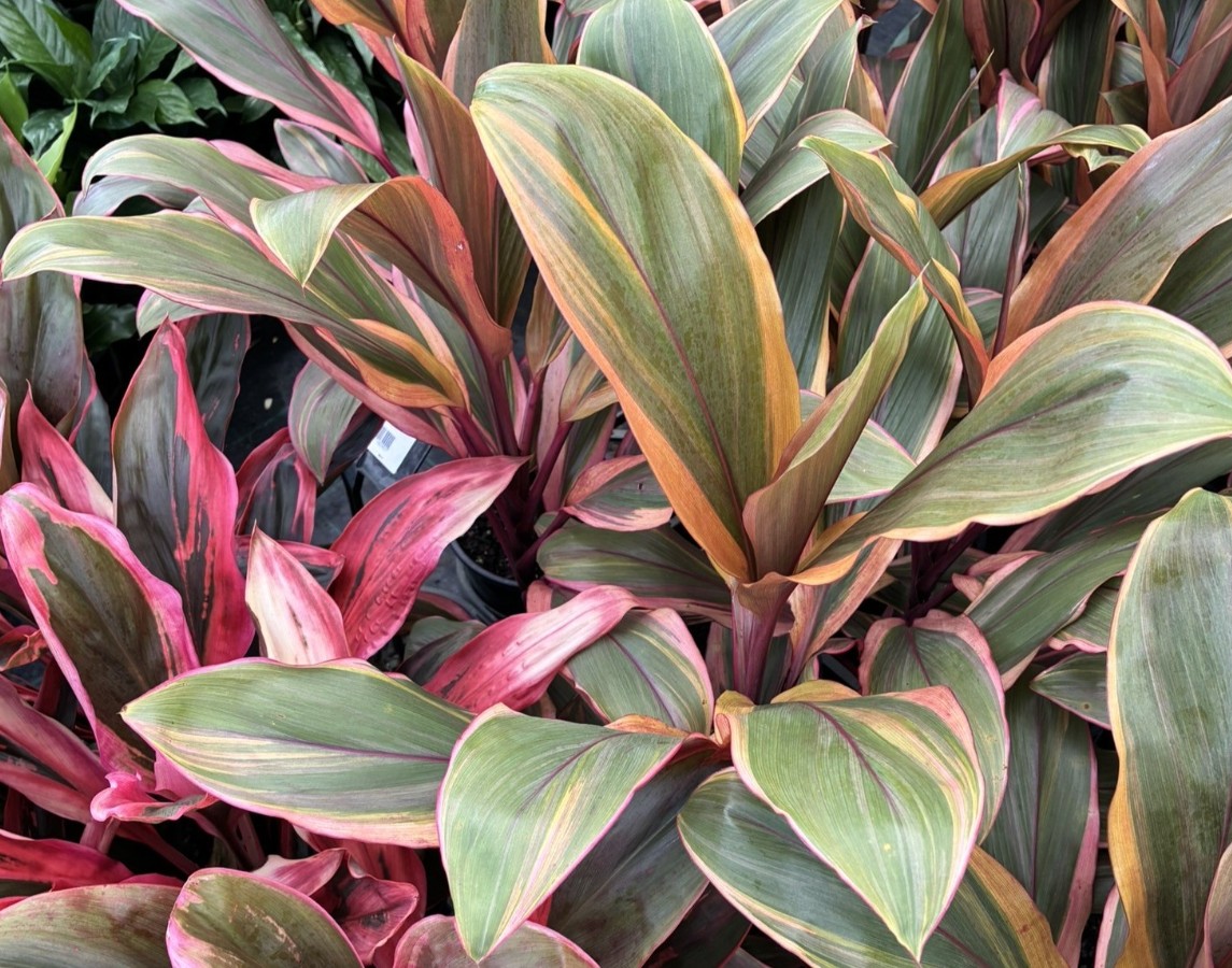 Cordyline Tangelo Foliage