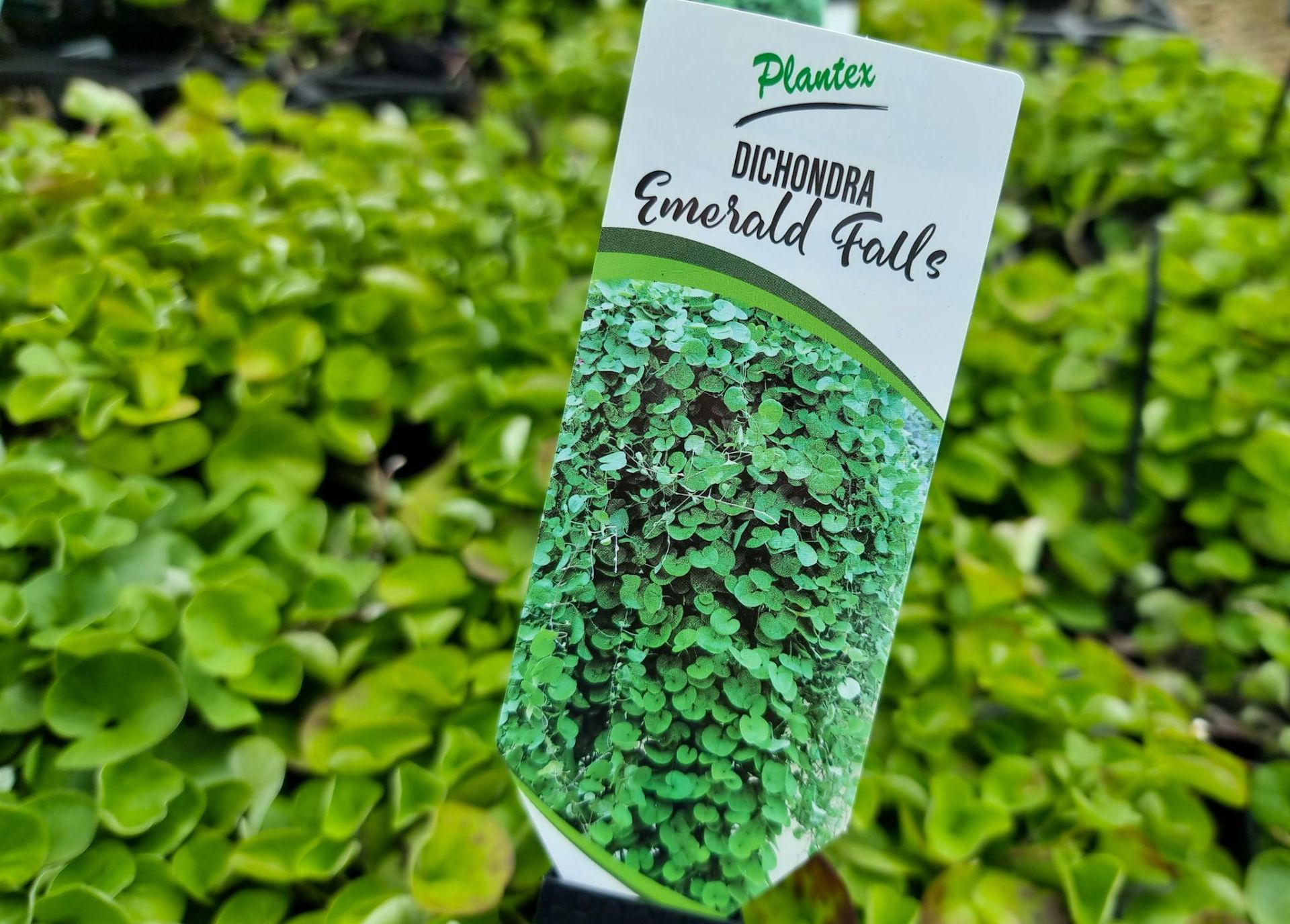 Dichondra Emerald Falls Seeds - 25 Seeds, Green Cascading Groundcover