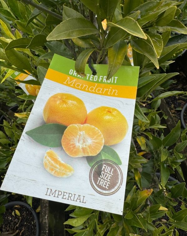 Dwarf Mandarin Tree