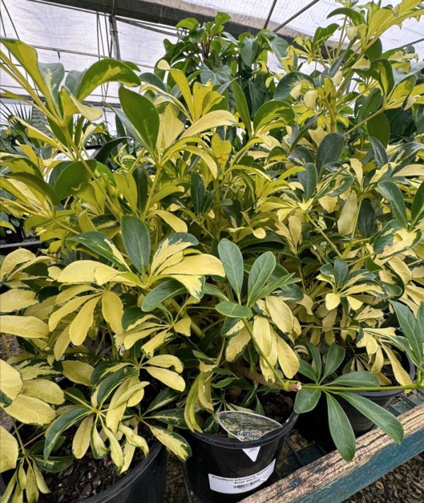 Dwarf Umbrella Tree