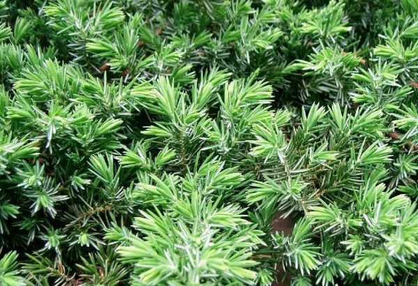 Groundcover Pine Conifer Shore Juniper