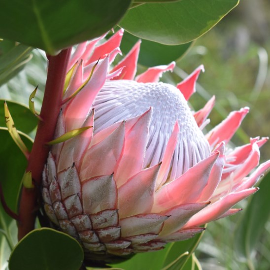 King Protea
