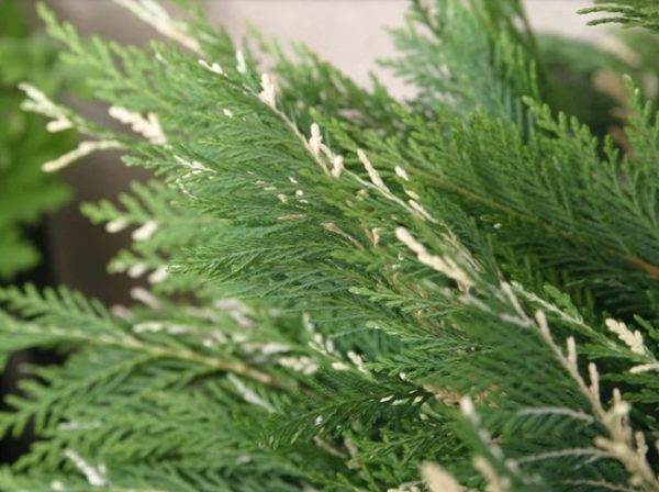 Cypress Silver Dust