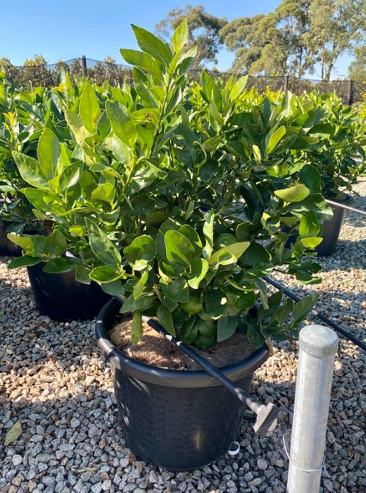 Lime Courtyard Lime Tree