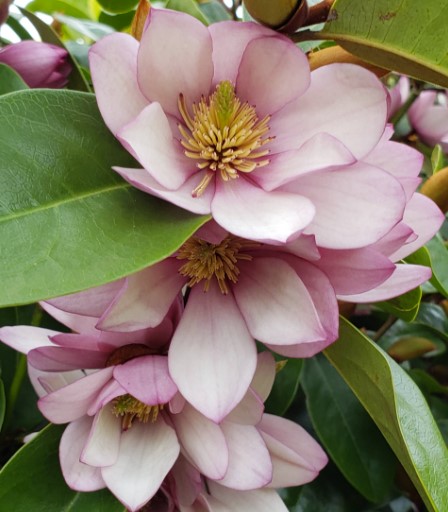 Magnolia Fairy Blush