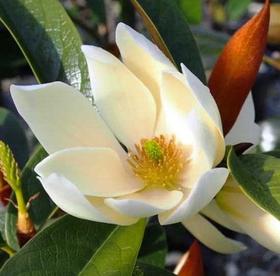Magnolia Fairy Cream