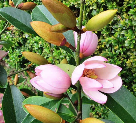 Magnolia Pink Pearl