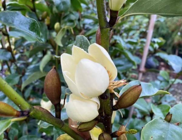 Magnolia Princess Cinderella