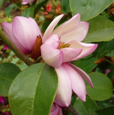 Magnolia Princess Cleopatra