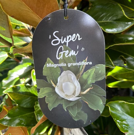 Magnolia grandiflora Super Gem