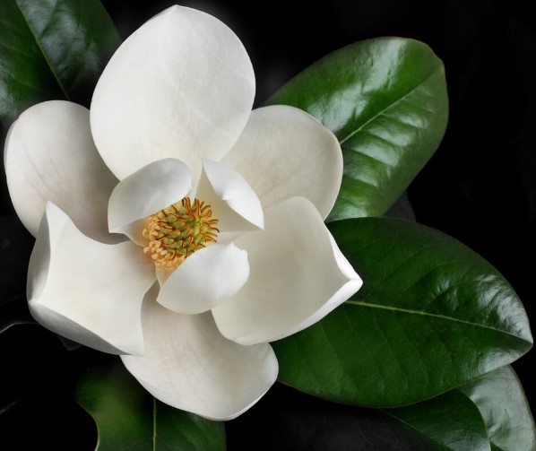 Magnolia grandiflora Greenback
