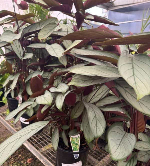 Indoor Plants