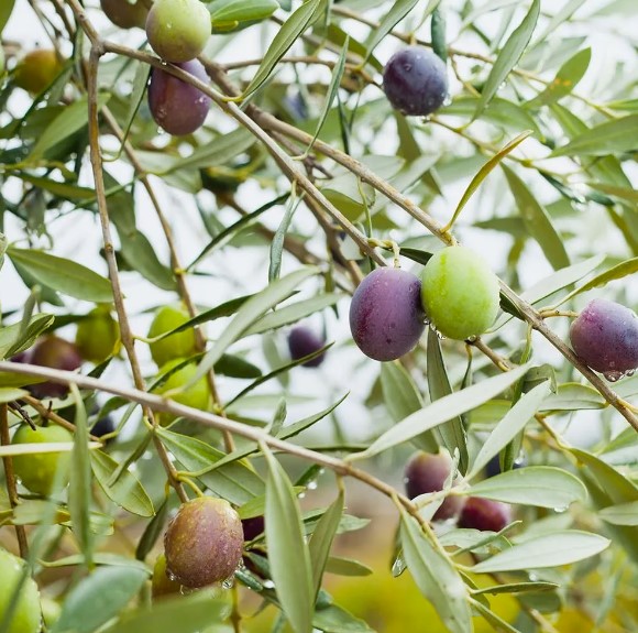Olive Trees