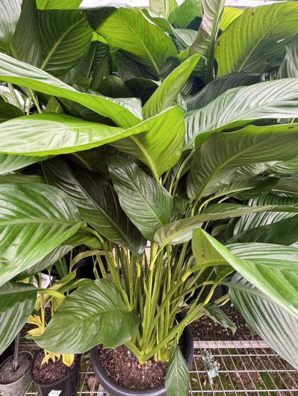 Peace Lily Blue Moon
