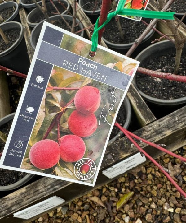 Peach Tree Red Haven Peach