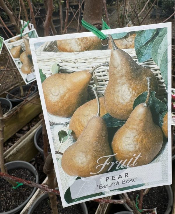 Pear Tree Beurre Bosc Pear